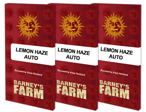 Barney's Farm - Lemon Haze Auto - Semi Di Cannabis Autofiorenti