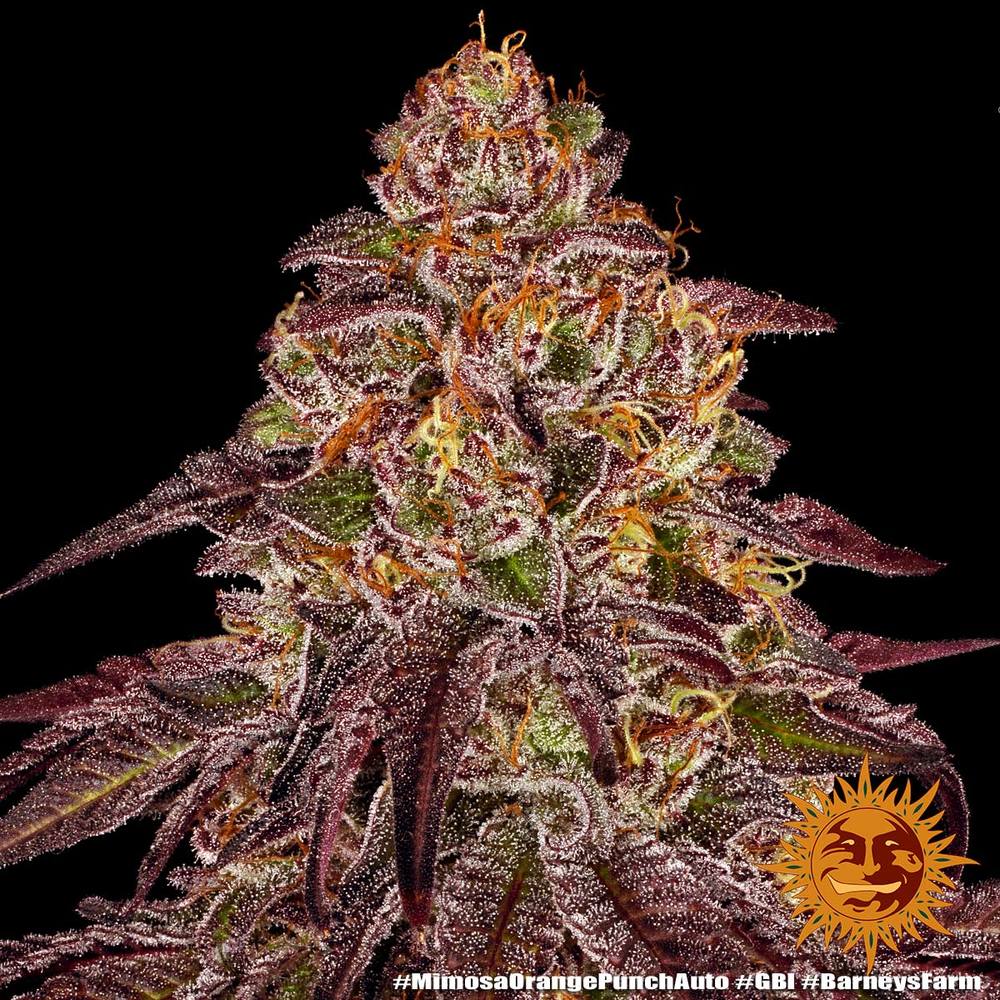Barney's Farm - Mimosa x Orange Punch Auto - Semi Di Cannabis Autofiorenti