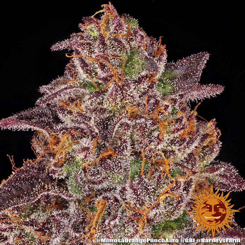 Barney's Farm - Mimosa x Orange Punch Auto - Semi Di Cannabis Autofiorenti