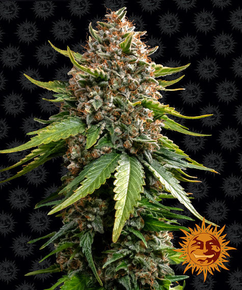 Barney's Farm - White Widow XXL Auto - Semi Di Cannabis Autofiorenti