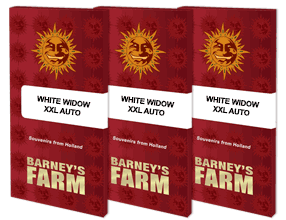 Barney's Farm - White Widow XXL Auto - Semi Di Cannabis Autofiorenti