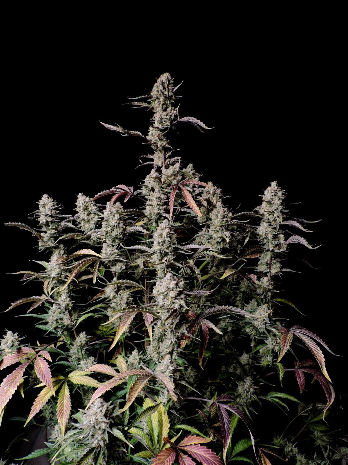 Fast Bud 420 - Gorilla Zkittlez Auto - Semi Di Cannabis Autofiorenti