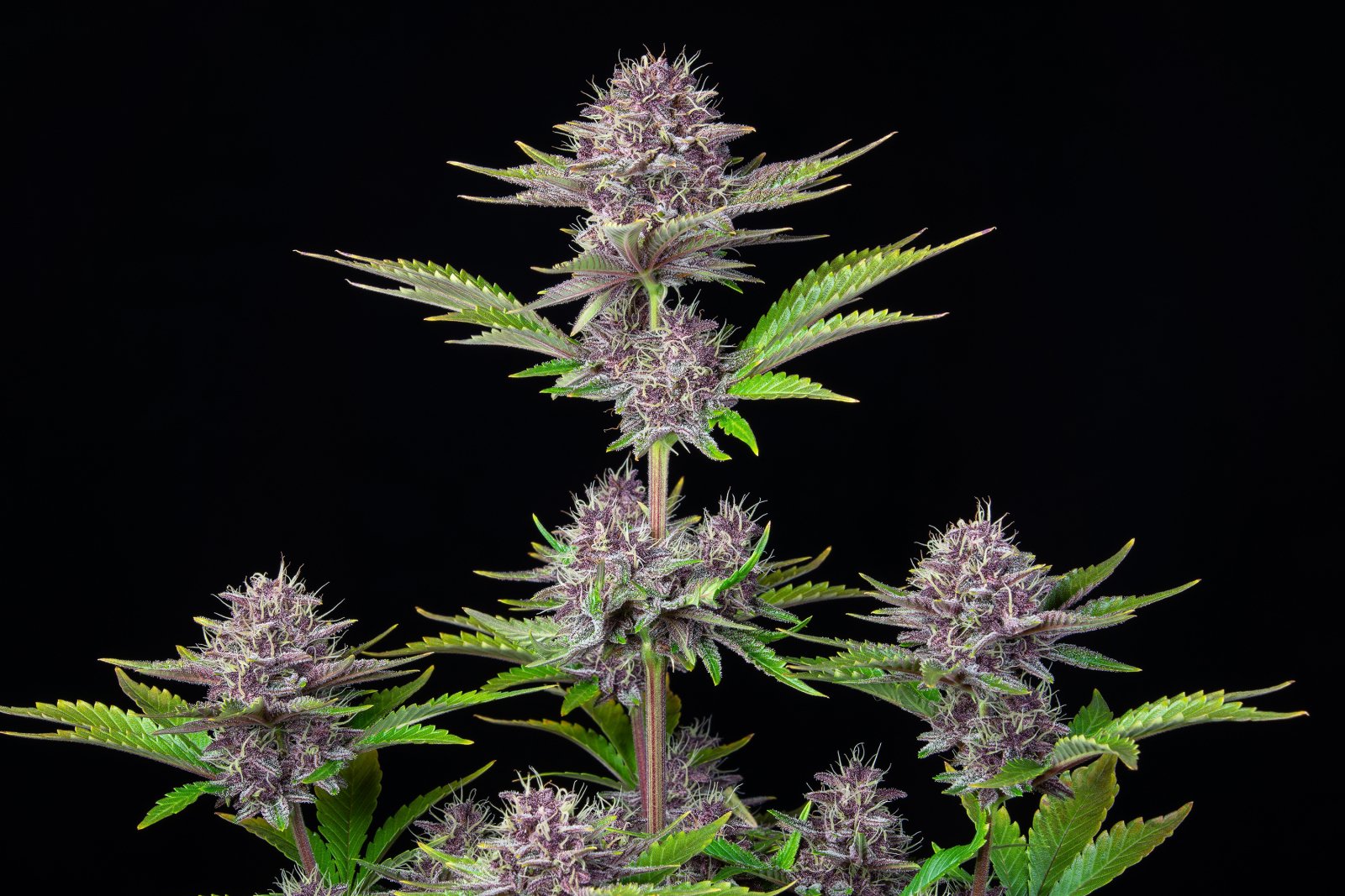 Fast Bud 420 - Purple Punch Auto - Semi Di Cannabis Autofiorenti