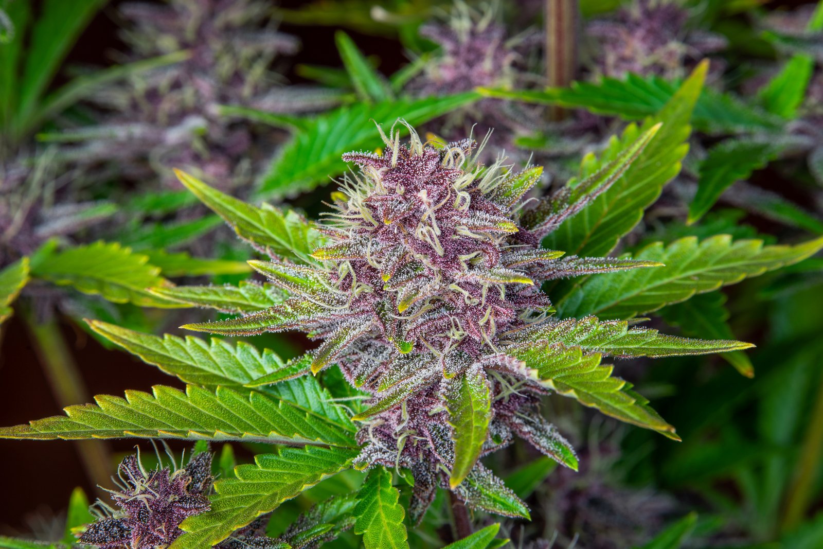 Fast Bud 420 - Purple Punch Auto - Semi Di Cannabis Autofiorenti