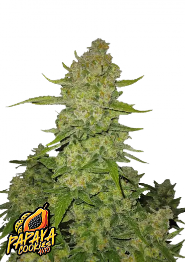 Fast Bud 420 - Papaya Cookies Auto - Semi Di Cannabis Autofiorenti