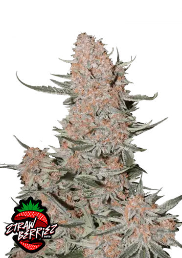 Fast Bud 420 - Ztrawberriez Auto - Semi Di Cannabis Autofiorenti
