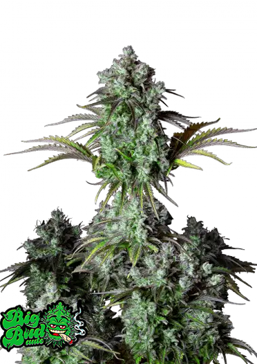 Fast Bud 420 - Original Big Bad Auto - Semi Di Cannabis Autofiorenti