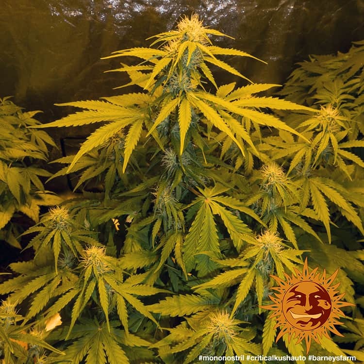 Barney's Farm - Critical Kush Auto - Semi Di Cannabis Autofiorenti