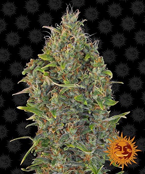 Barney's Farm - Critical Kush Auto - Semi Di Cannabis Autofiorenti