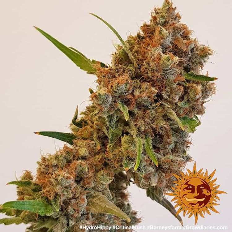 Barney's Farm - Critical Kush - Semi Di Cannabis Femminizzati