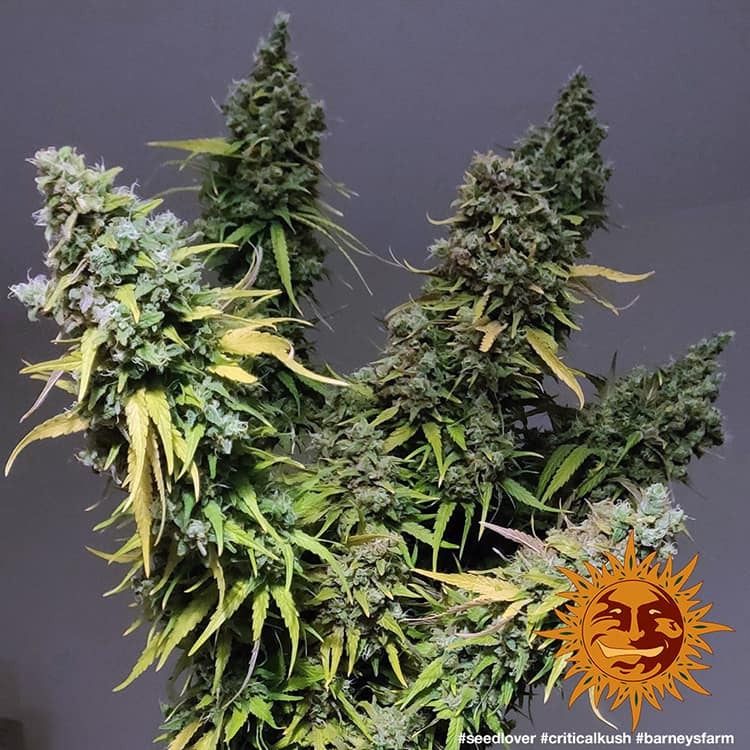 Barney's Farm - Critical Kush - Semi Di Cannabis Femminizzati