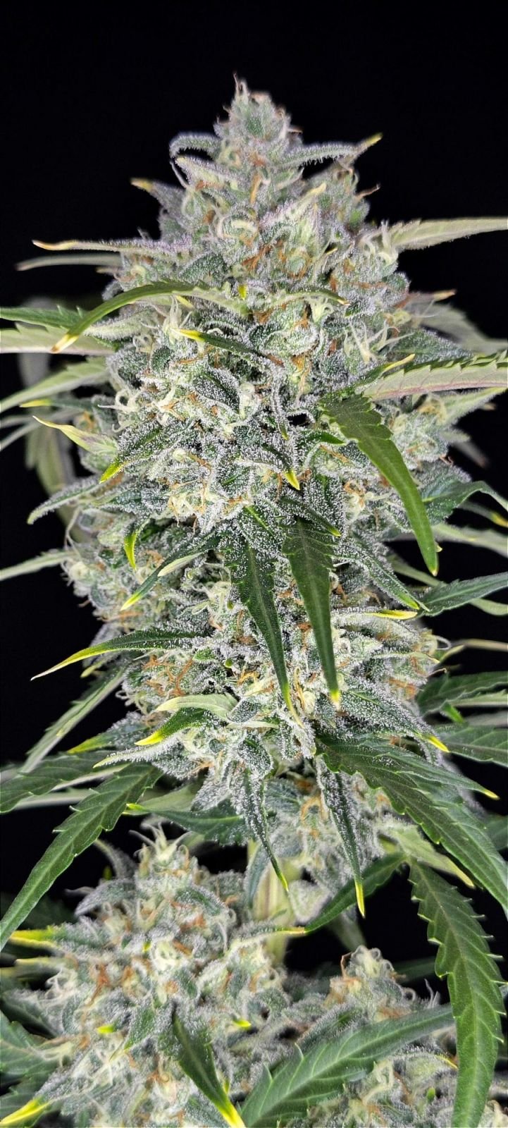 Fast Bud 420 - Sour Jealousy Auto - Semi Di Cannabis Autofiorenti
