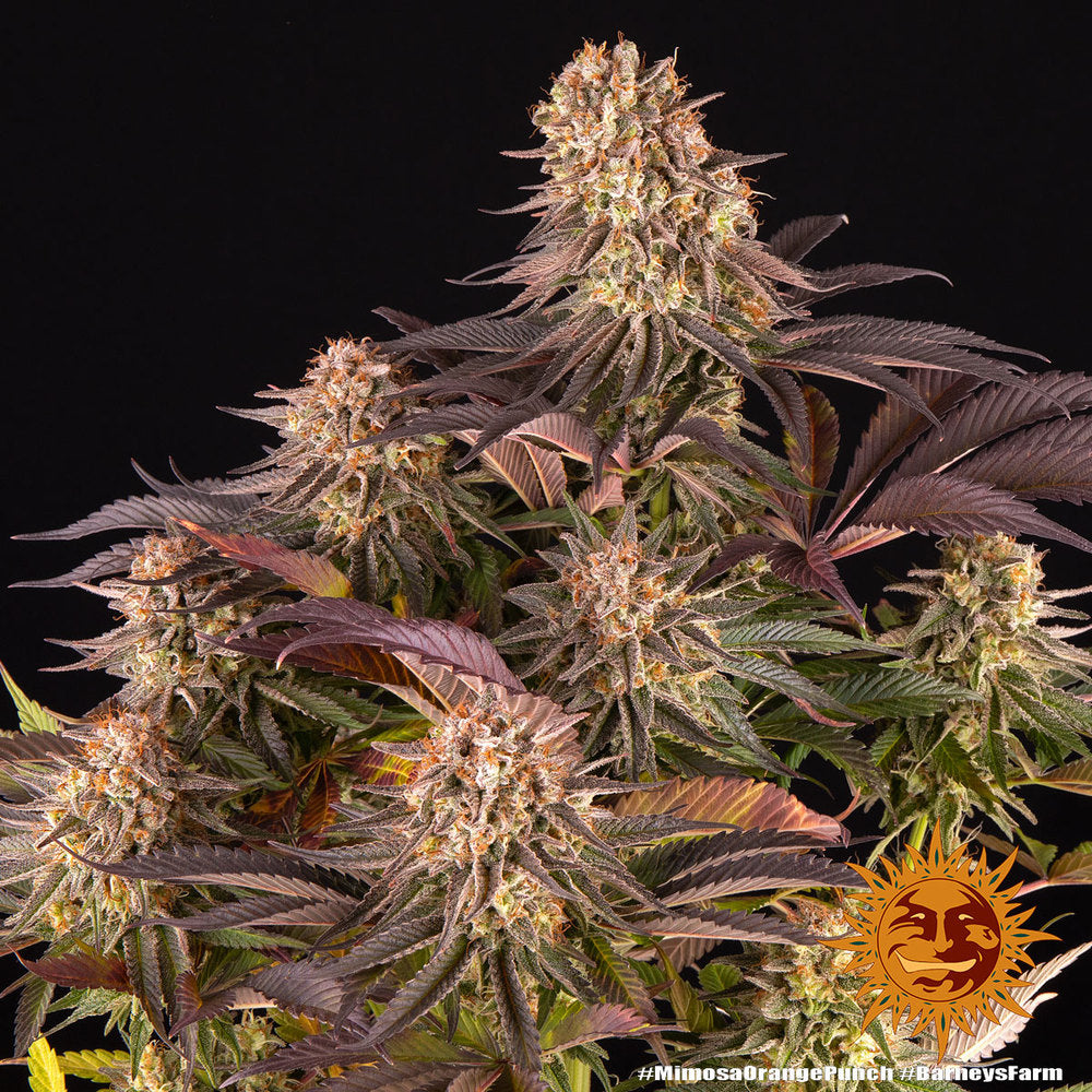Barney's Farm - Mimosa x Orange Punch - Semi Di Cannabis Femminizzati