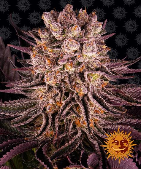 Barney's Farm - Mimosa x Orange Punch - Semi Di Cannabis Femminizzati