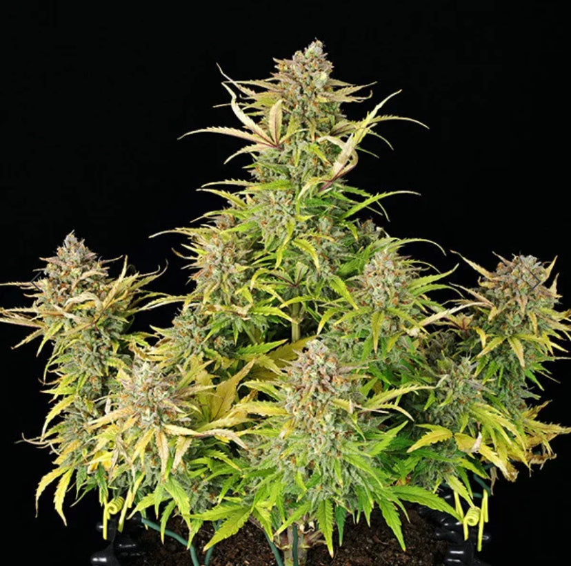 SWEET ZZ AUTO ROYAL QUEEN SEEDS