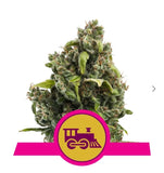 CANDY KUSH EXPRESS (FAST)ROYAL QUEEN SEEDS