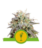 MIMOSA AUTO ROYAL QUEEN SEEDS