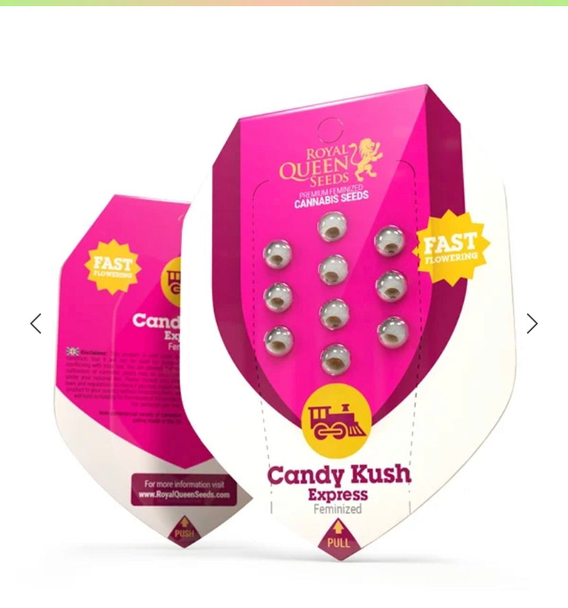 CANDY KUSH EXPRESS (FAST)ROYAL QUEEN SEEDS
